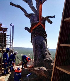 千年古樹遷移挖掘中吊裝帶的應用